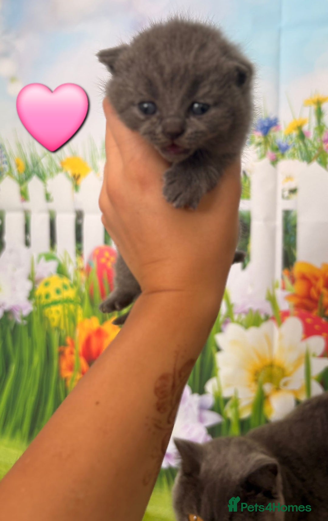 British Shorthair cats for sale: British Shorthair Kittens  - Image 16