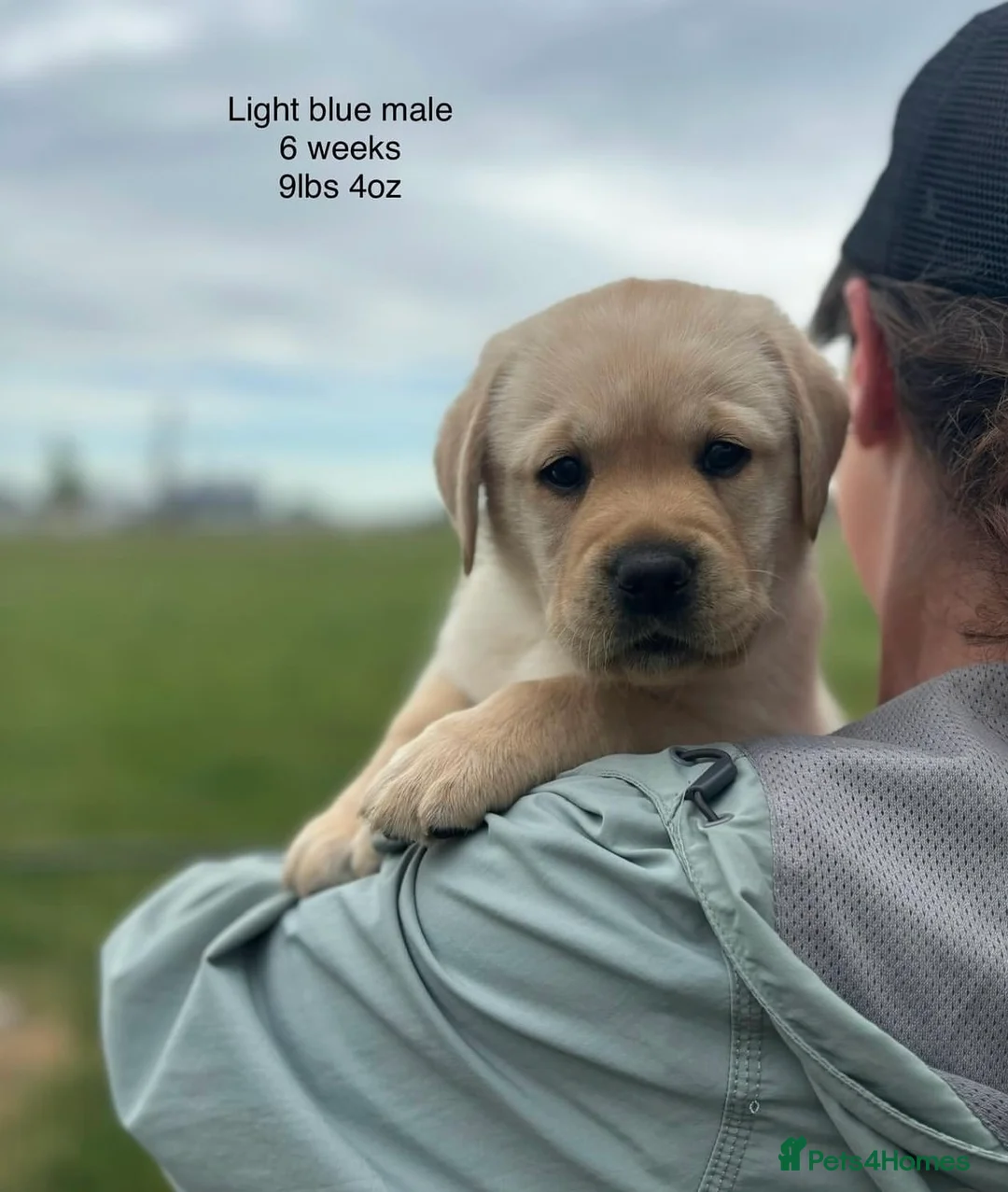 Labrador Retriever dogs for sale: English Labrador Retrievers puppies. in Edinburgh - Advert 2