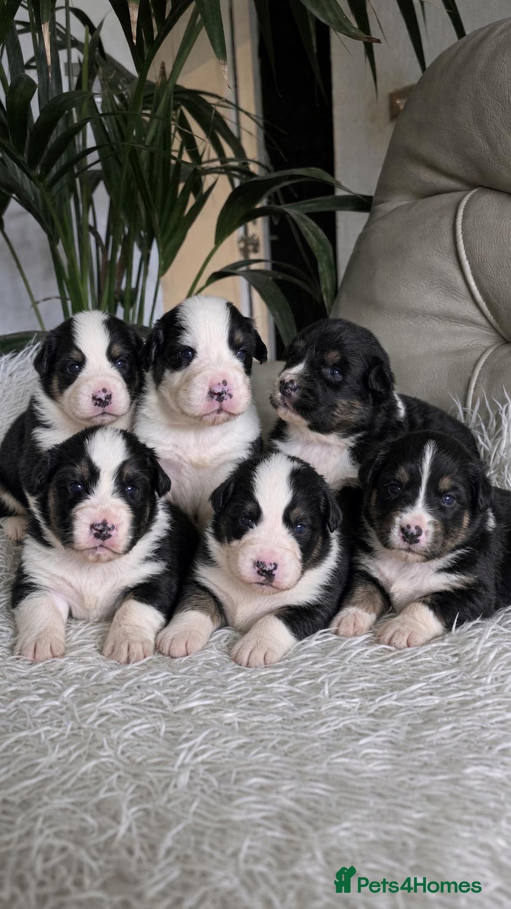 Australian Shepherd dogs Australian shepherds  - Advert 4