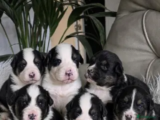 Australian Shepherd dogs Australian shepherds - Advert 4