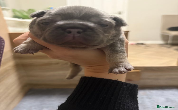 French Bulldog dogs French bull dog puppies looking for forever homes  - Advert 8