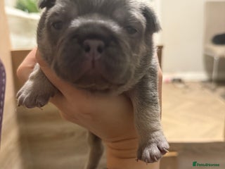French Bulldog dogs French bull dog puppies looking for forever homes - Advert 4