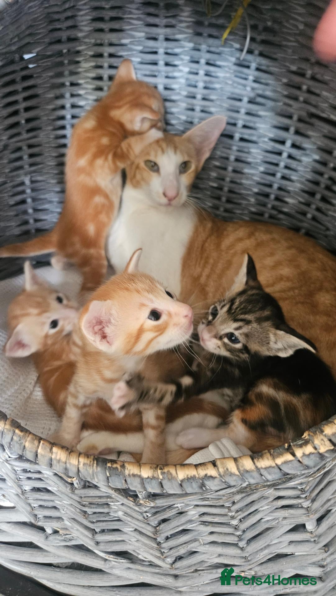 Mixed Breed cats Beautiful Oriental-Cross Kittens – 3 Boys & 1 Girl - Advert 4