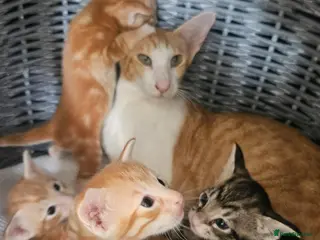 Mixed Breed cats Beautiful Oriental-Cross Kittens – 3 Boys & 1 Girl - Advert 1