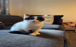 Mixed Breed cats for sale: Muffin  - Image 2
