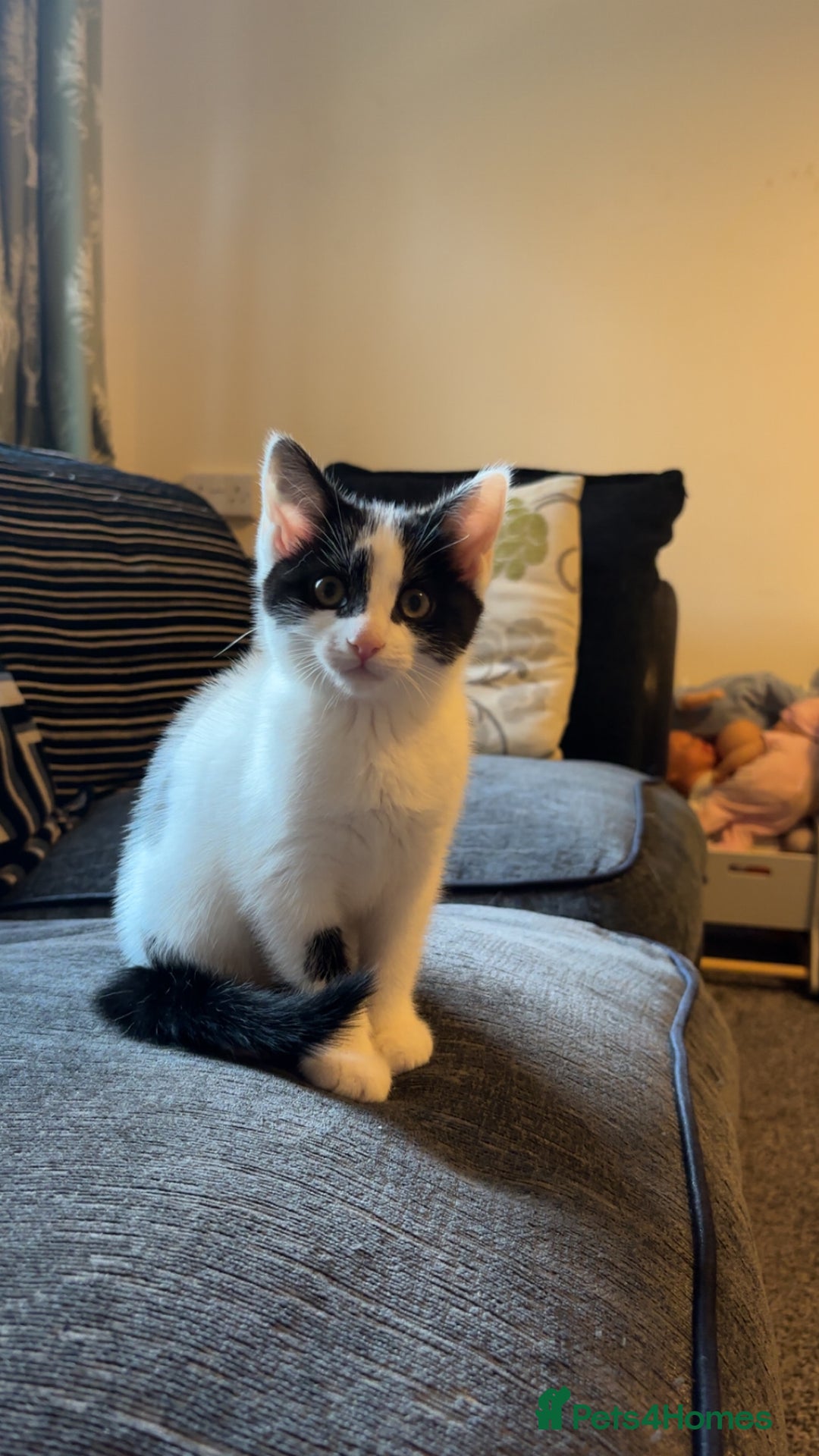 Mixed Breed cats for sale: Muffin  - Image 2