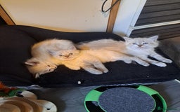 Mixed Breed cats for sale: Maine coon mix Girls💜 - Image 7