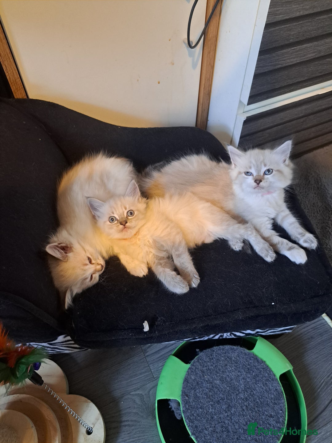 Mixed Breed cats for sale: Maine coon mix Girls💜 - Image 7