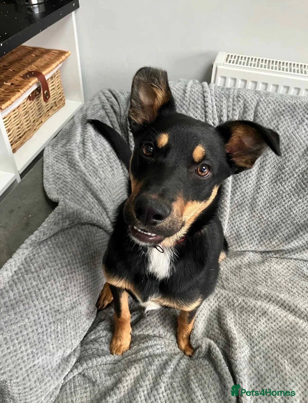Mixed Breed dogs for sale: Kelpie x Border Collie 11 Month Old Puppy Rehome  - Advert 1