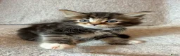 Mixed Breed cats for sale: Adorable Fluffy Tabby Kittens Ready For New Home!! in Skelmersdale - Advert 14