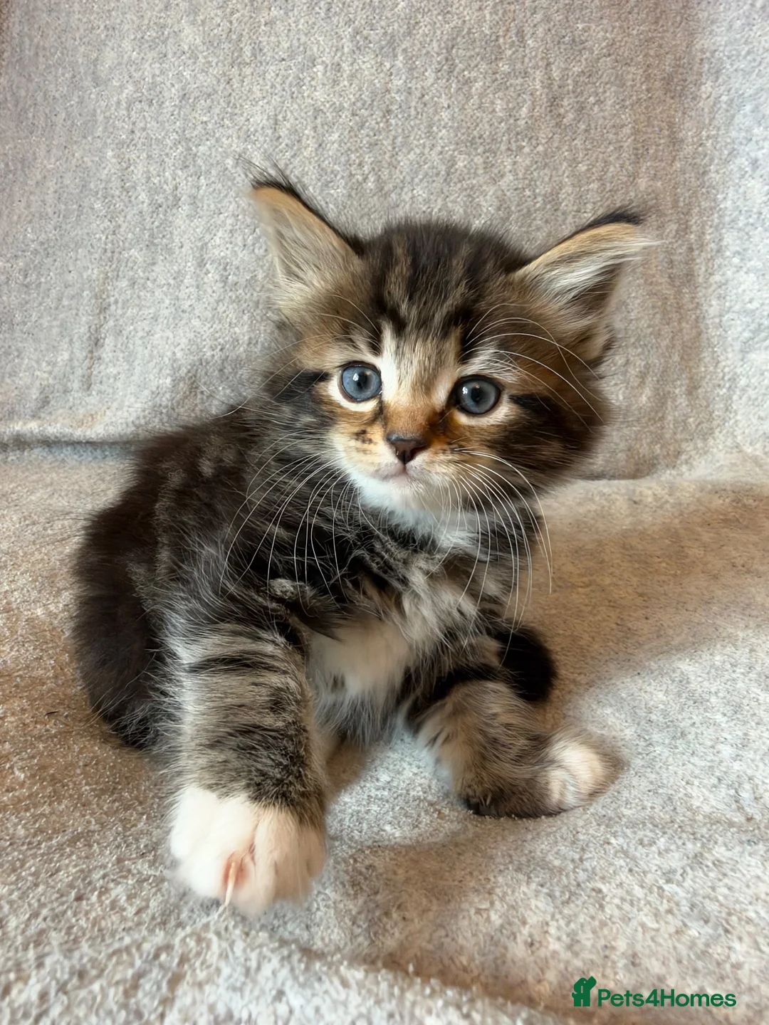 Mixed Breed cats for sale: Adorable Fluffy Tabby Kittens Ready For New Home!! in Skelmersdale - Advert 14