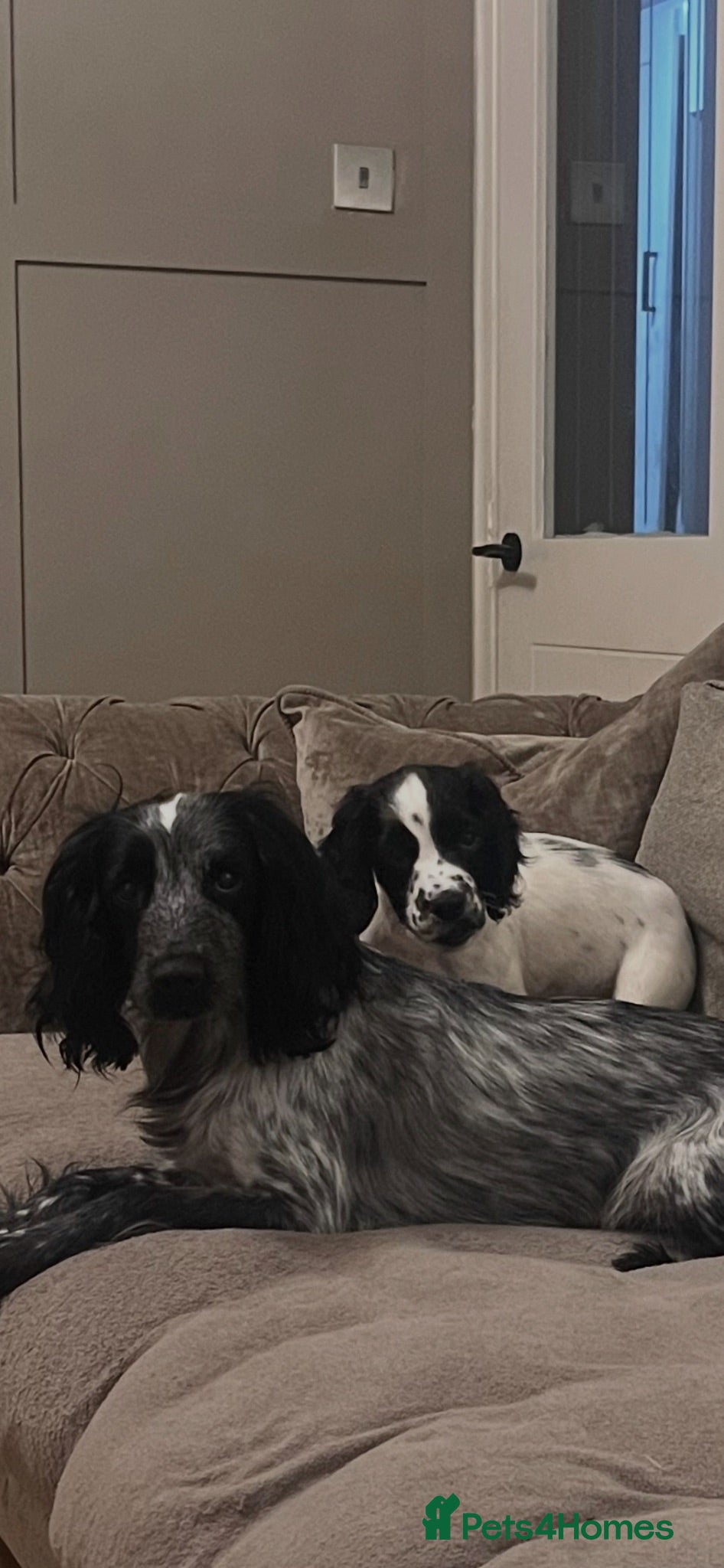 Sprocker dogs Beautiful Sprocker puppies  - Advert 2
