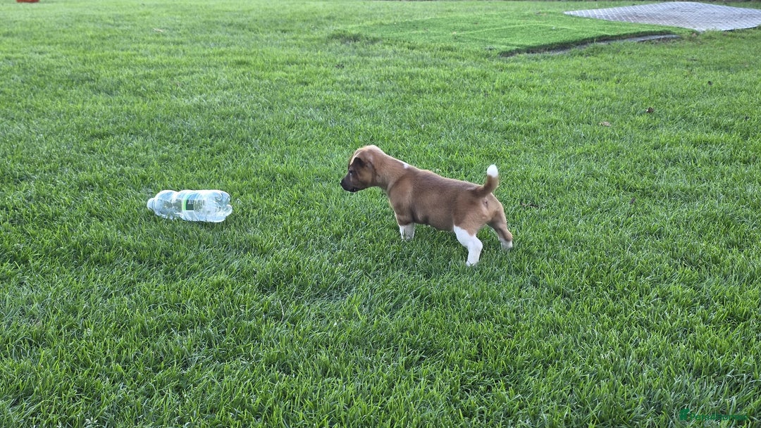 Jack Russell dogs for sale: Excellent pure bred working mini Jack Russell pups - Image 7