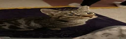 Domestic Shorthair cats for sale: 1 year Old Male Tabby Cat in Loughborough - Advert 12
