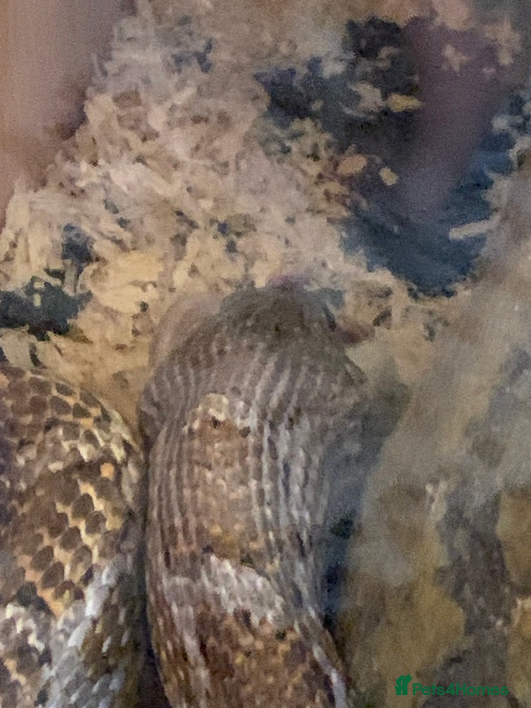 Corn Snake reptiles for sale: Corn snake about 5 ft - Image 2