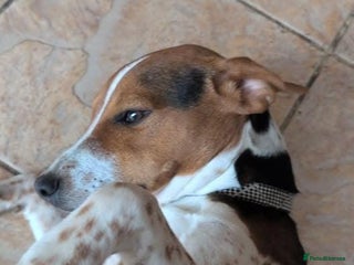 Jack Russell dogs Jack Russell Cross need loving home - Advert 2