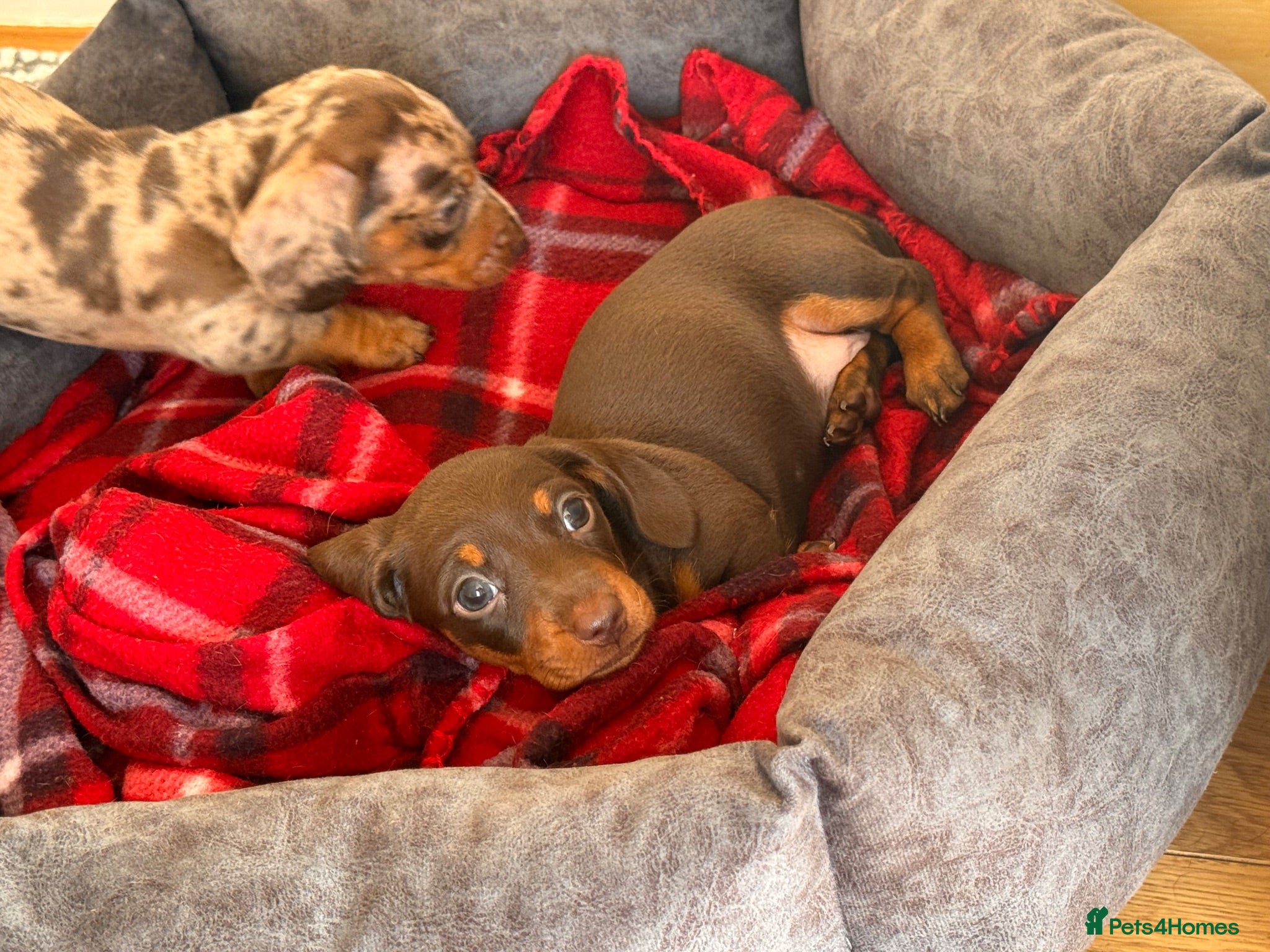 Miniature Dachshund dogs **1 girl left**Miniature Dachshund.  🐾 - Advert 1