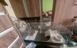 Ferret rodents for sale: Best little ferret ever - Image 8