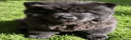 Chow Chow dogs for sale: Black male chow chow puppy Rufus. KC registered - Advert 5