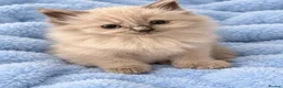 Ragdoll cats for sale: Gorgeous Ragdoll Kittens – Ready To Go!  in Bristol - Advert 12