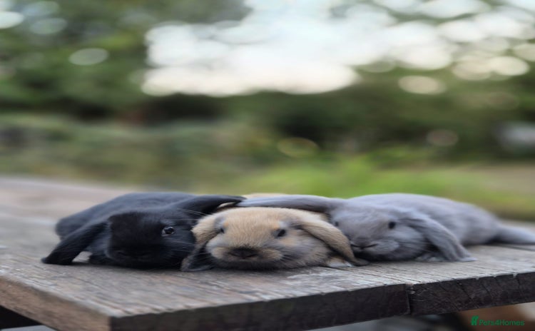 Mini Lop rabbits - Advert 5
