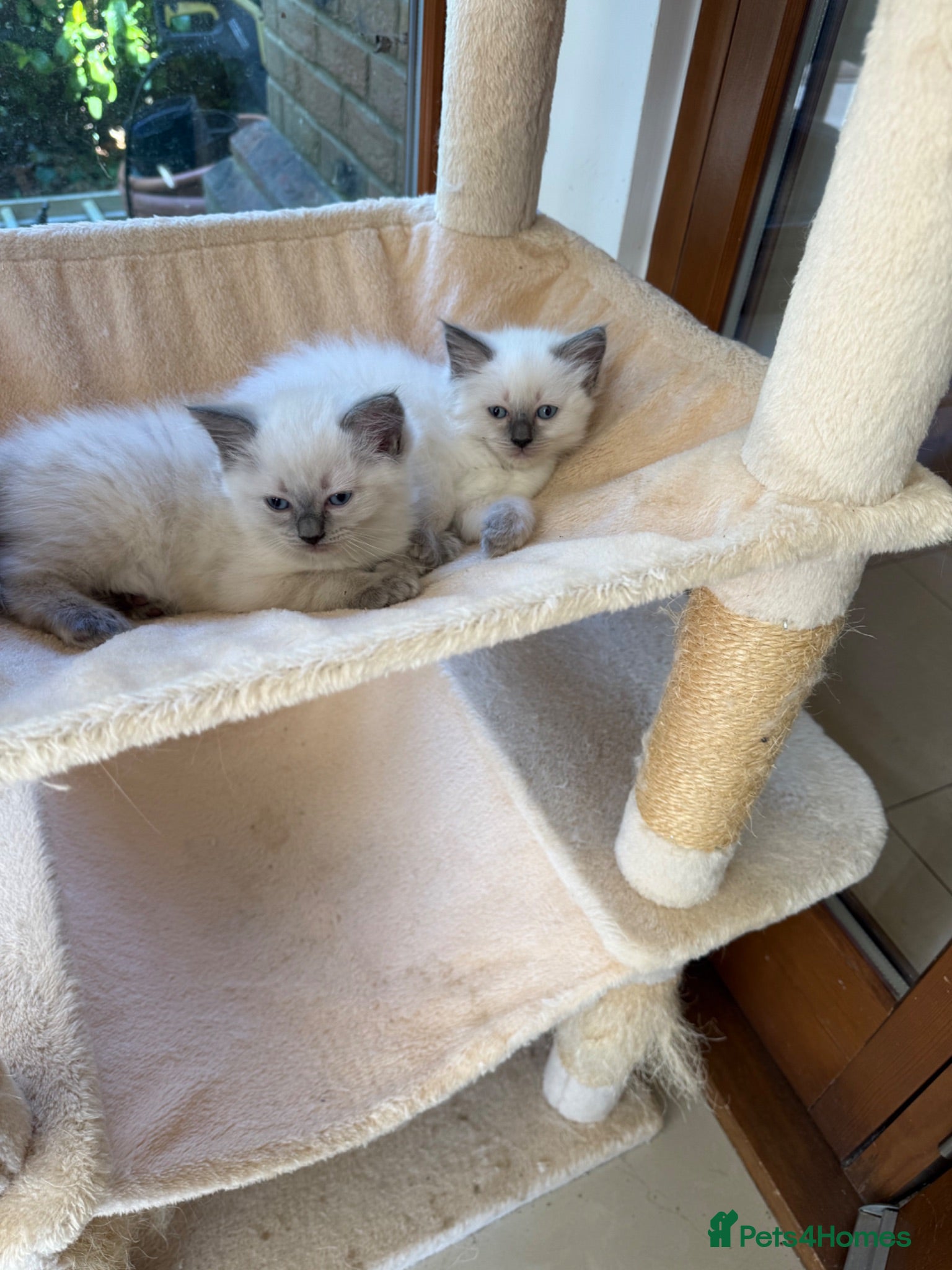Ragdoll cats Ragdoll beauties - Advert 1
