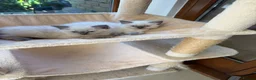 Ragdoll cats for sale: Ragdoll beauties - Advert 1