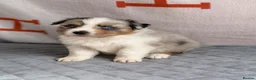 Australian Shepherd dogs for sale: Kc Australia shepherd puppies health test parents - Advert 16