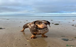 Miniature Dachshund dogs for sale: Dachshund for Rehoming  in Morecambe - Advert 11