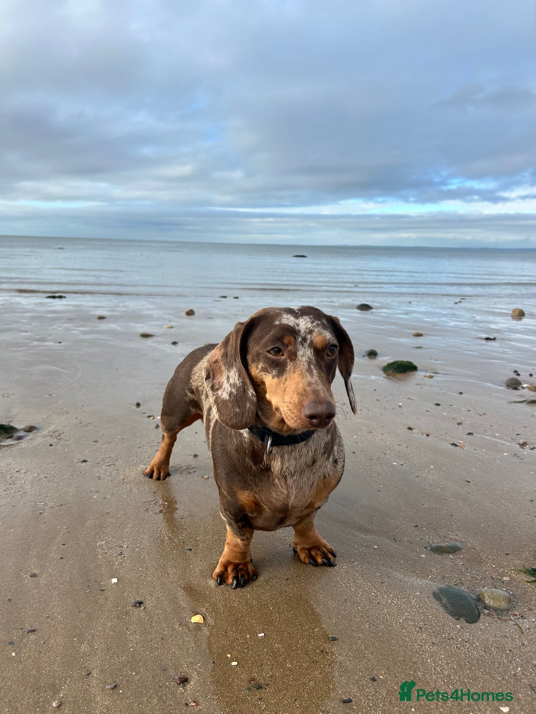 Miniature Dachshund dogs for sale: Dachshund for Rehoming  in Morecambe - Advert 11
