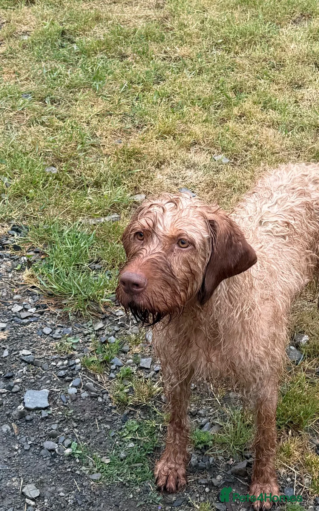 Hungarian Vizsla dogs for sale: KC Registered Female Hungarian Wirehaired Vizsla  - Advert 1