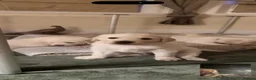 Golden Retriever dogs for sale: Beautiful Golden Retriever Puppies born 21/06/26 - Advert 5