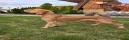Hungarian Vizsla dogs for sale: Working wirehaired vizsla puppies for sale  - Advert 8