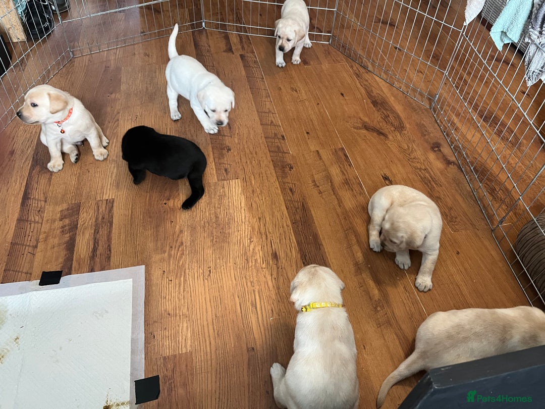 Labrador Retriever dogs for sale: Top Pedigree Labrador retriever puppies - Image 13