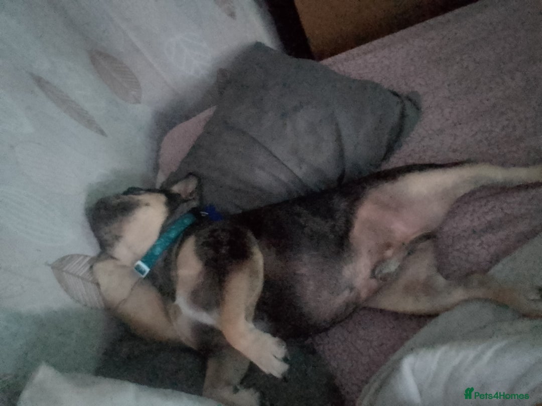 French Bulldog dogs for sale: Loki   - Image 7