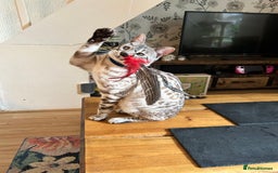 Bengal cats for sale: Ozzie - 1y Snow Bengal needs a single animal home - Image 5