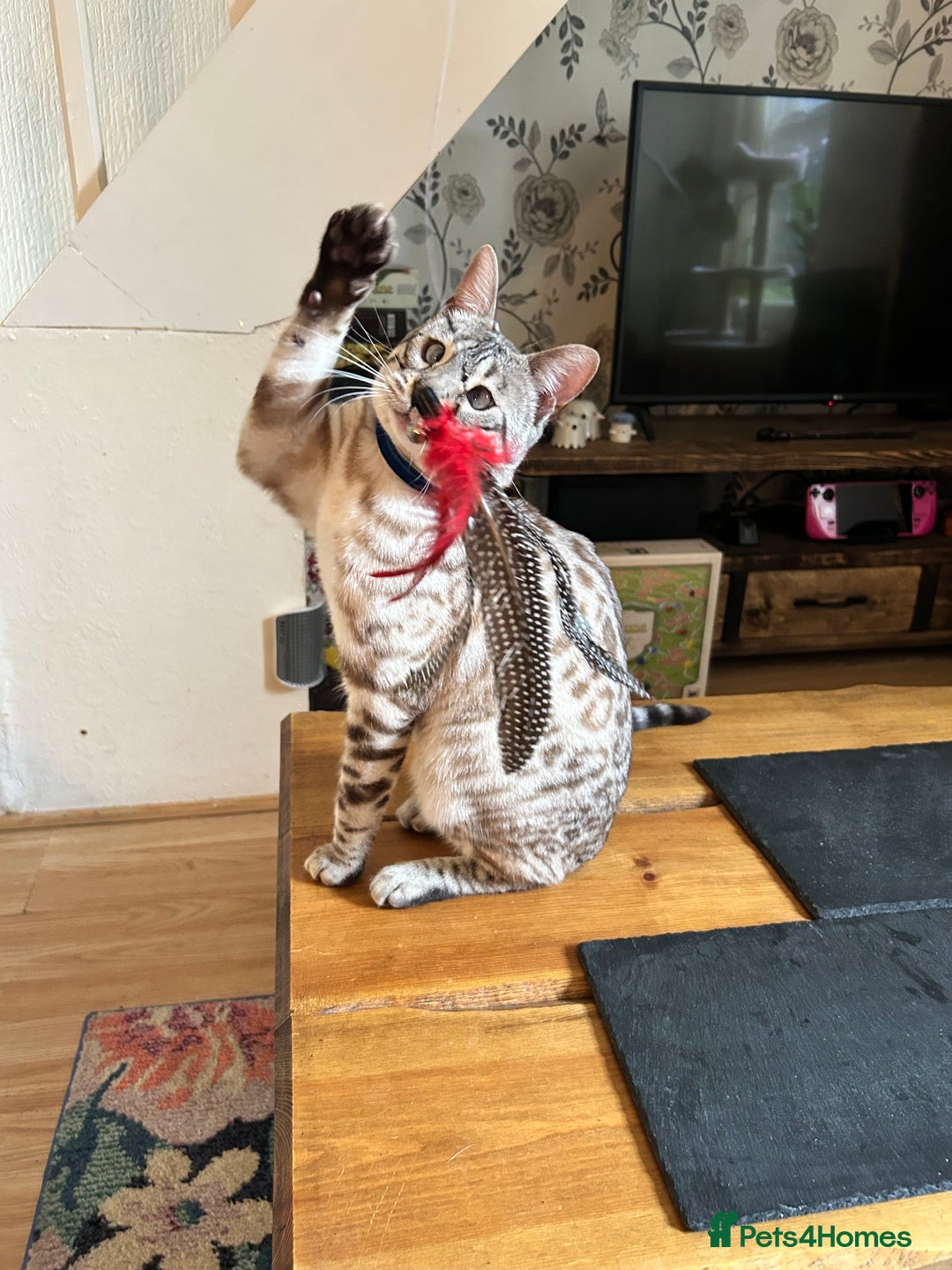 Bengal cats for sale: Ozzie - 1y Snow Bengal needs a single animal home - Image 5