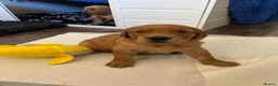 Golden Retriever dogs for sale: Beautiful dark red golden retriever puppies  - Advert 12