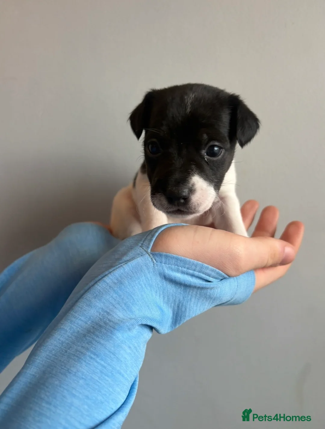 Jack Russell dogs for sale: Jack Russell puppies  in Bristol - Advert 11