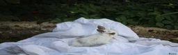 Mini Lop rabbits for sale: ✨Beautiful Mini Lop Bunnies, ready from 21st June✨ - Advert 3