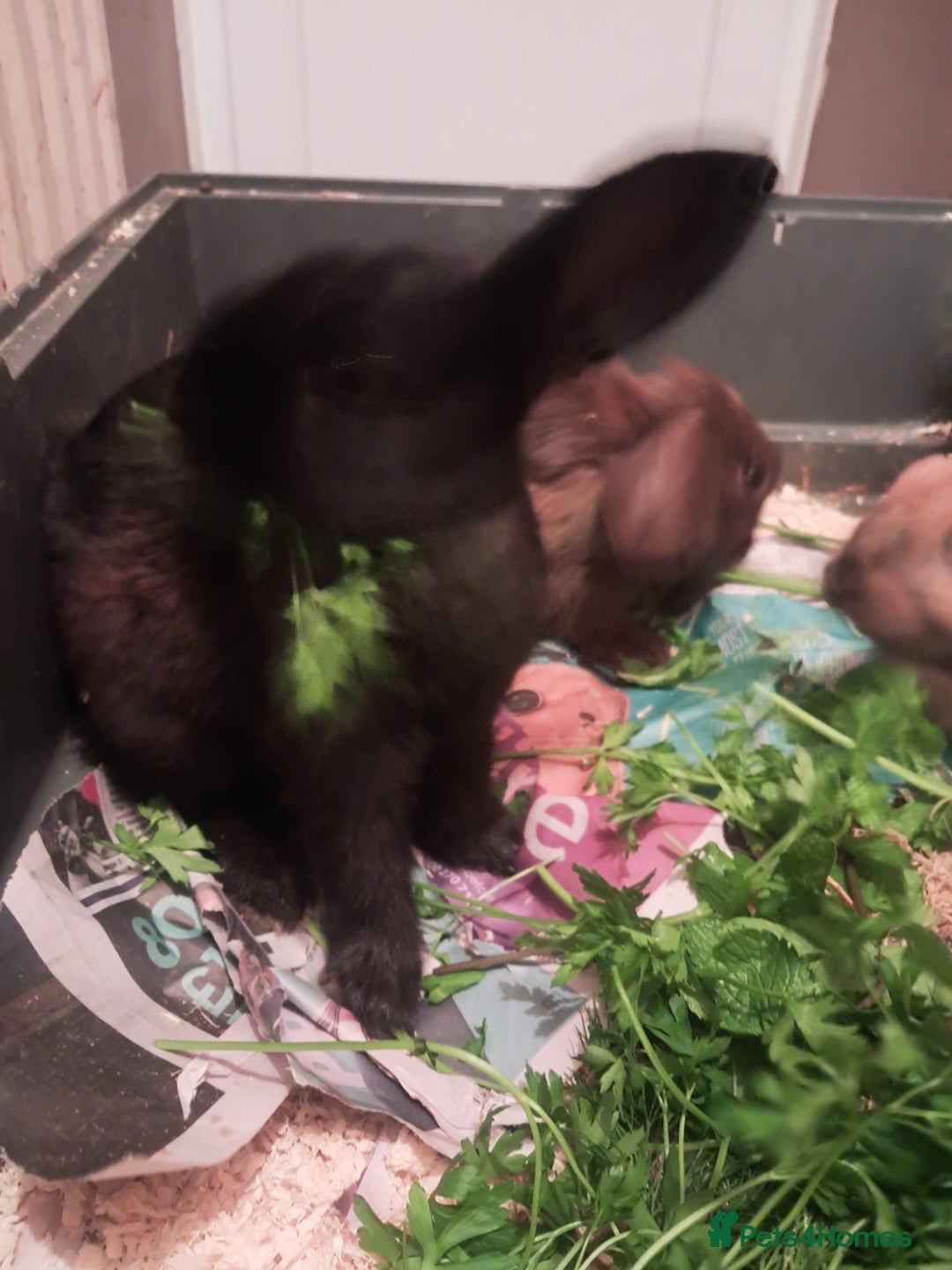 Mixed Breed rabbits for sale: Free to loving forever homes  - Image 25