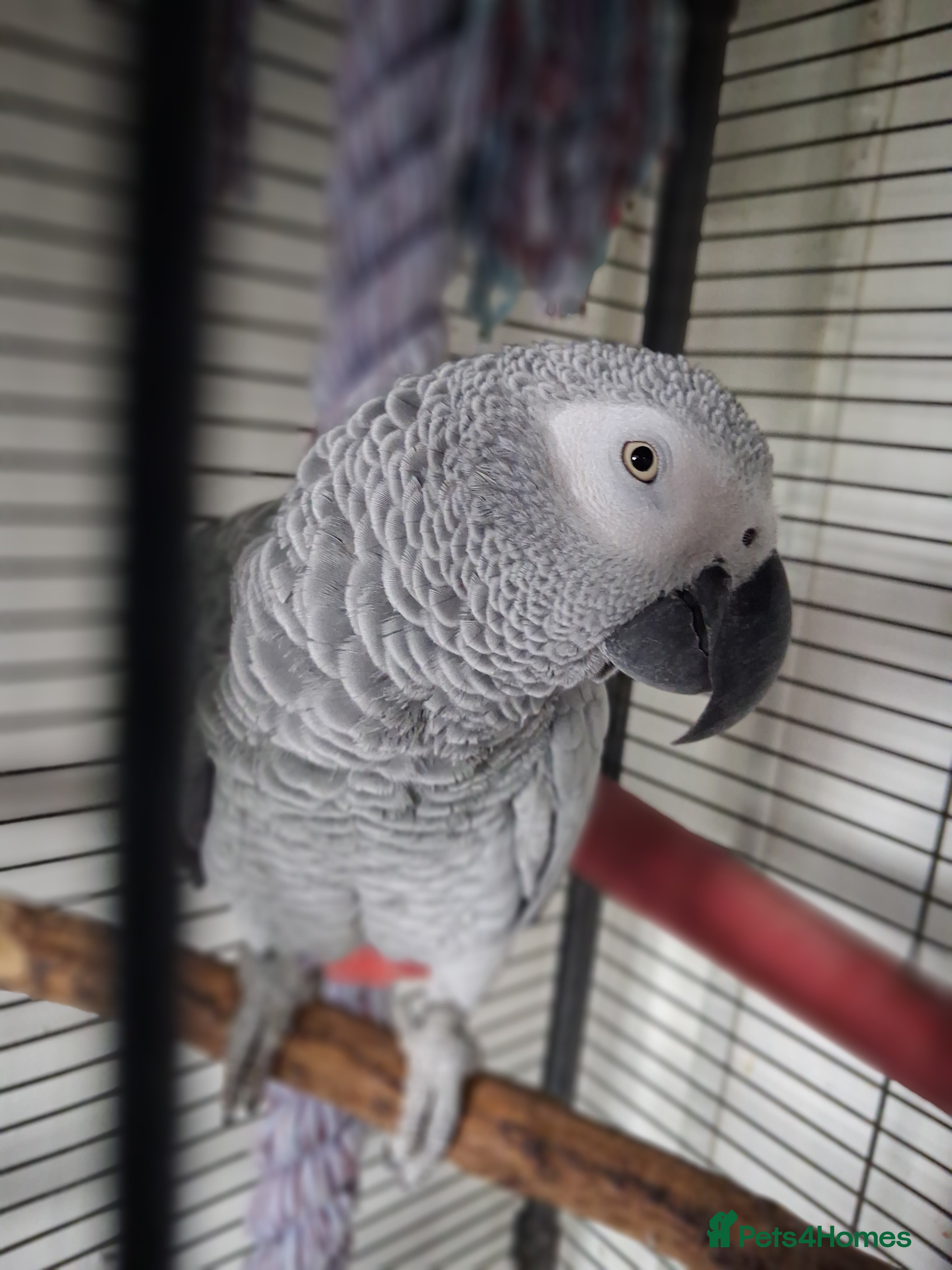 Parrots birds African grey - Advert 4