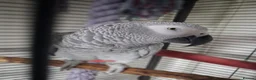 Parrots birds for sale: African grey - Advert 1