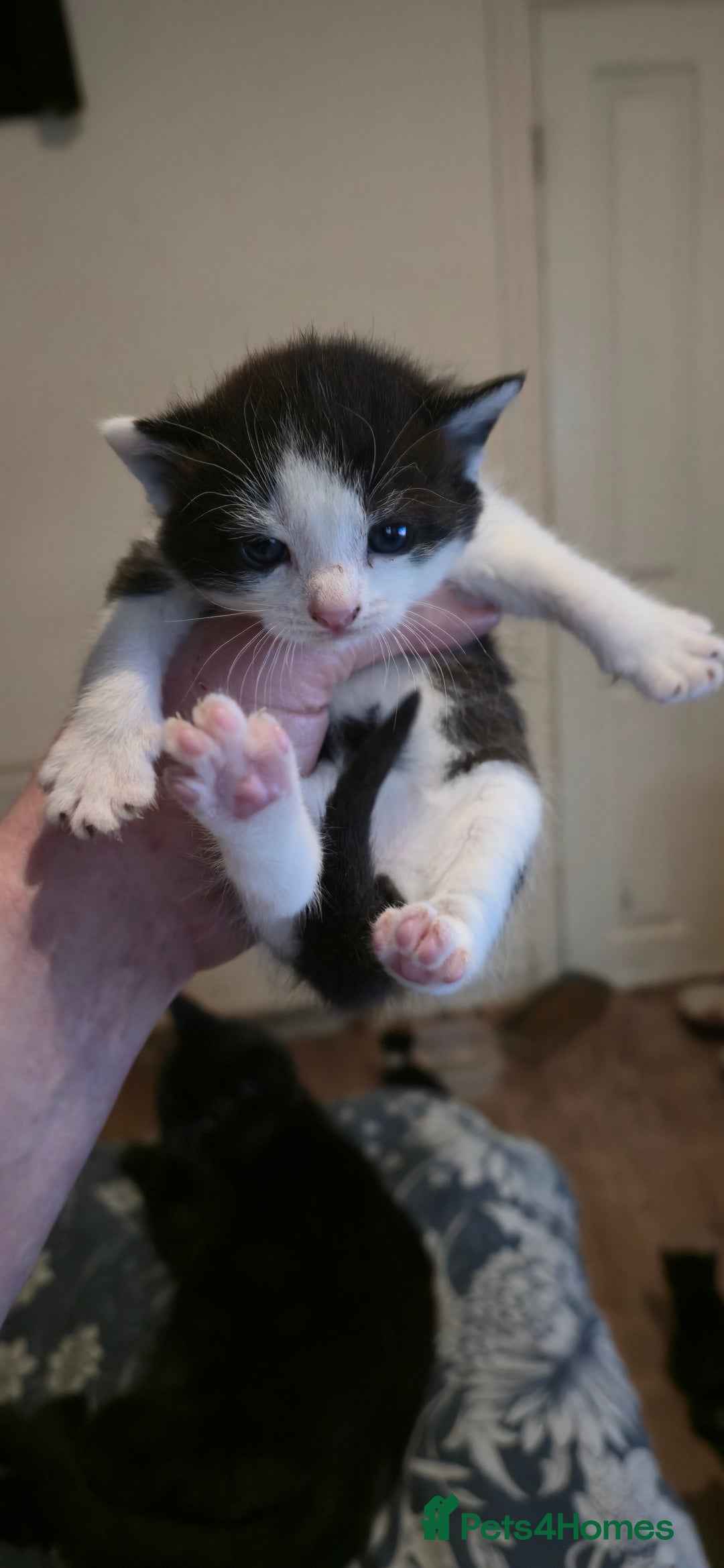 Mixed Breed cats for sale: 11 beautifull kittens ready for 14/01/2026 - Advert 7