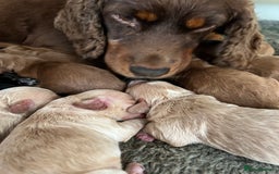 Cockapoo dogs for sale: F1 mini Cockapoos 30 dna health tested clear  - Image 10