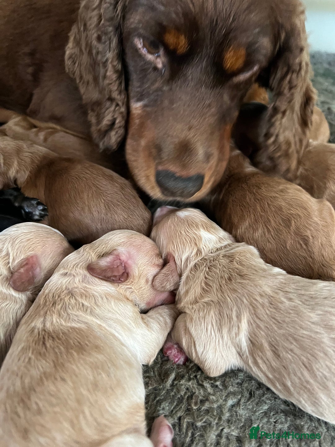 Cockapoo dogs for sale: F1 mini Cockapoos 30 dna health tested clear  - Image 10