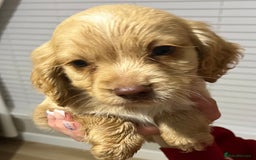 Cocker Spaniel dogs for sale: Cocker spaniel  - Image 15