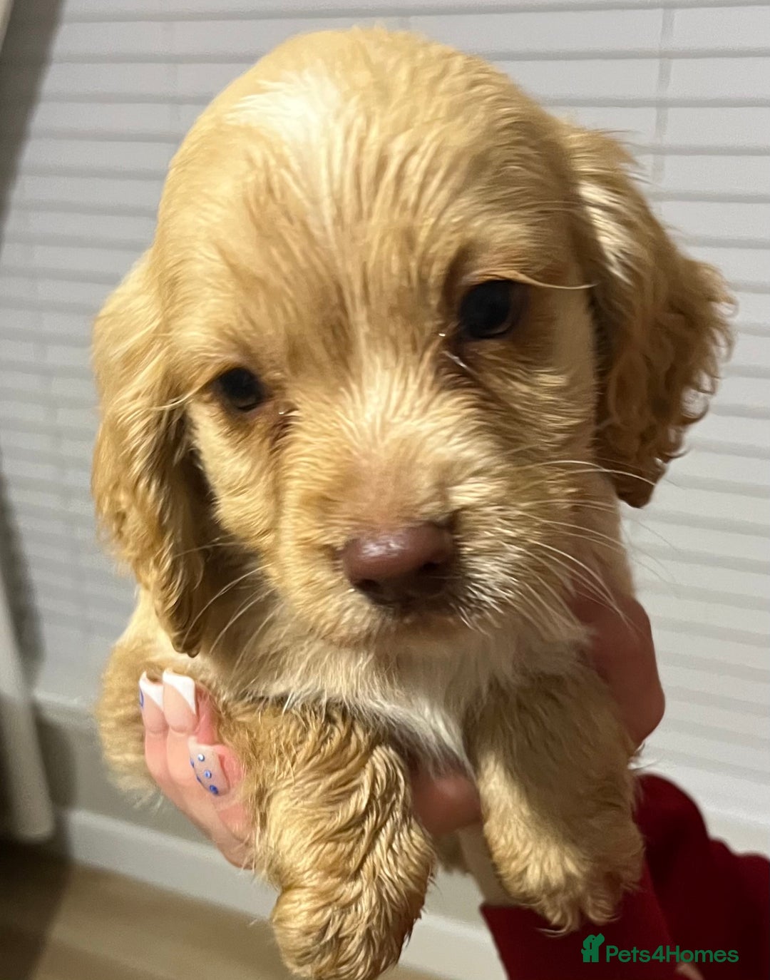 Cocker Spaniel dogs for sale: Cocker spaniel  - Image 15