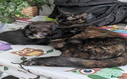 Mixed Breed cats for sale: 1 boy 1 girl  - Image 1