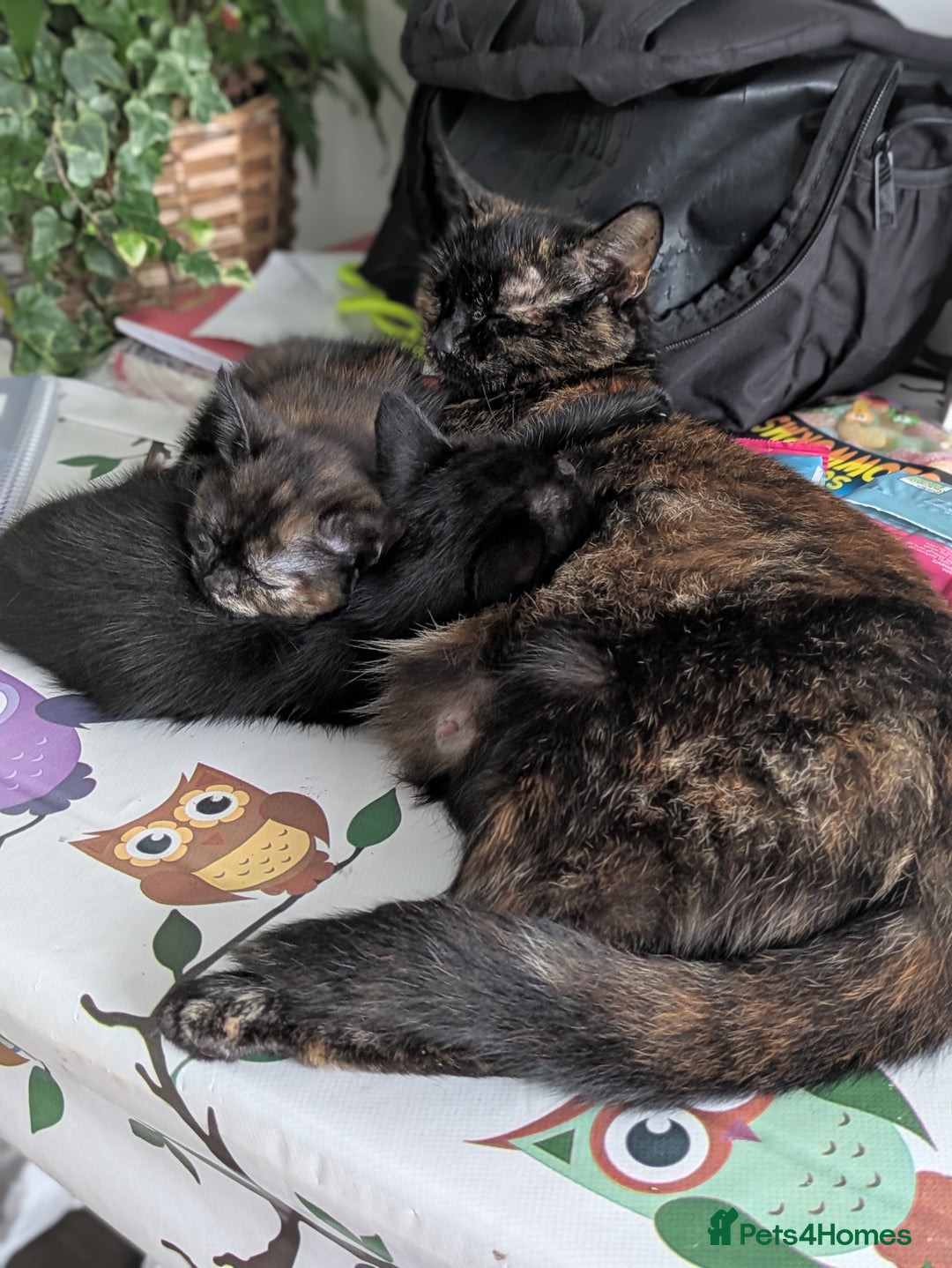Mixed Breed cats for sale: 1 boy 1 girl  - Image 1